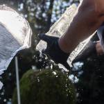 Water falls off a large piece of ice Kitburi picks up from his sculpture to move to the fridge to keep cold for later on Sept. 17, 2025 in Marysville, Washington. (Olivia Vanni / The Herald)
