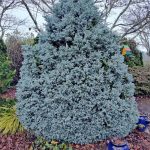 Curly Tops Cypress (Chamaecyparis pisfiera), a modern version of the old Boulevard Cypress, is one I chose years ago and still enjoy. Great blue color and interesting twisted needles add texture to boot. This is a smaller grower, maturing to perhaps 10-feet tall and 8-feet wide, but it will take some shearing if needed. (Sunnyside Nursery)