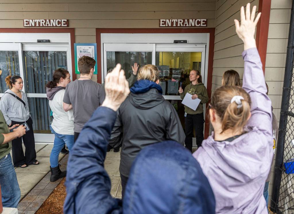 People raise their hands to volunteer to foster the remains dogs at the Everett Animal Shelter on Wednesday, Dec. 10, 2025 in Everett, Washington. (Olivia Vanni / The Herald)