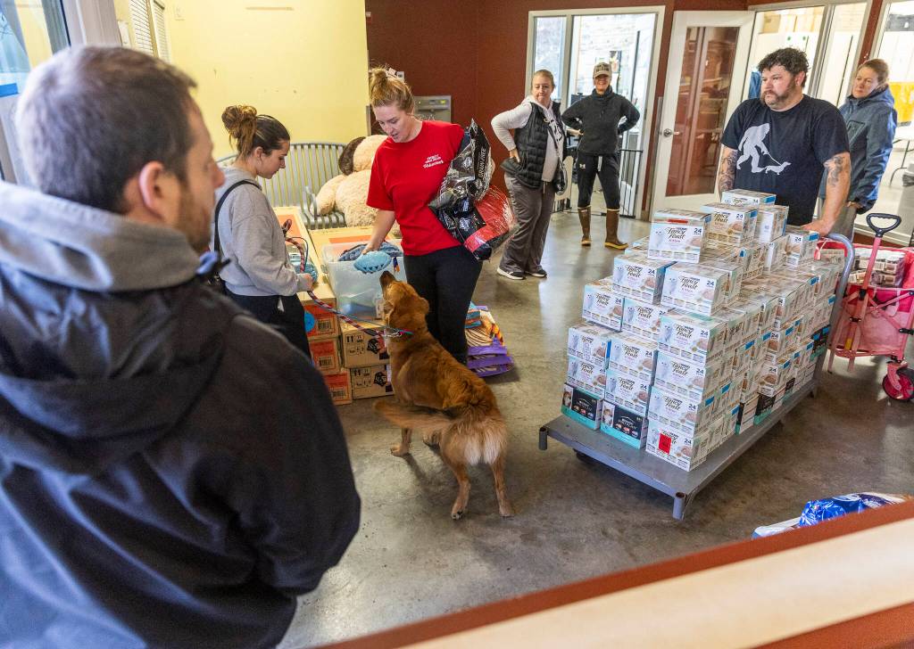 Madison Travis picks up Boone after volunteering as an emergency foster on Wednesday, Dec. 10, 2025 in Everett, Washington. (Olivia Vanni / The Herald)