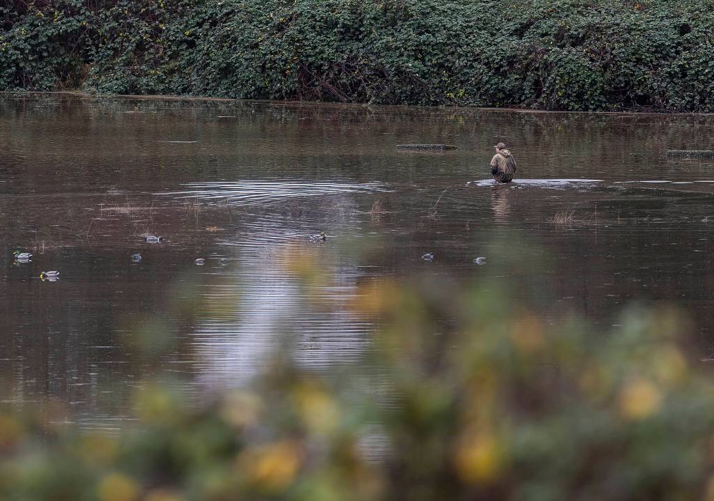 A man walks through a flooded field in Monroe on Thursday, Dec. 11, 2025 in Snohomish, Washington. (Olivia Vanni / The Herald)