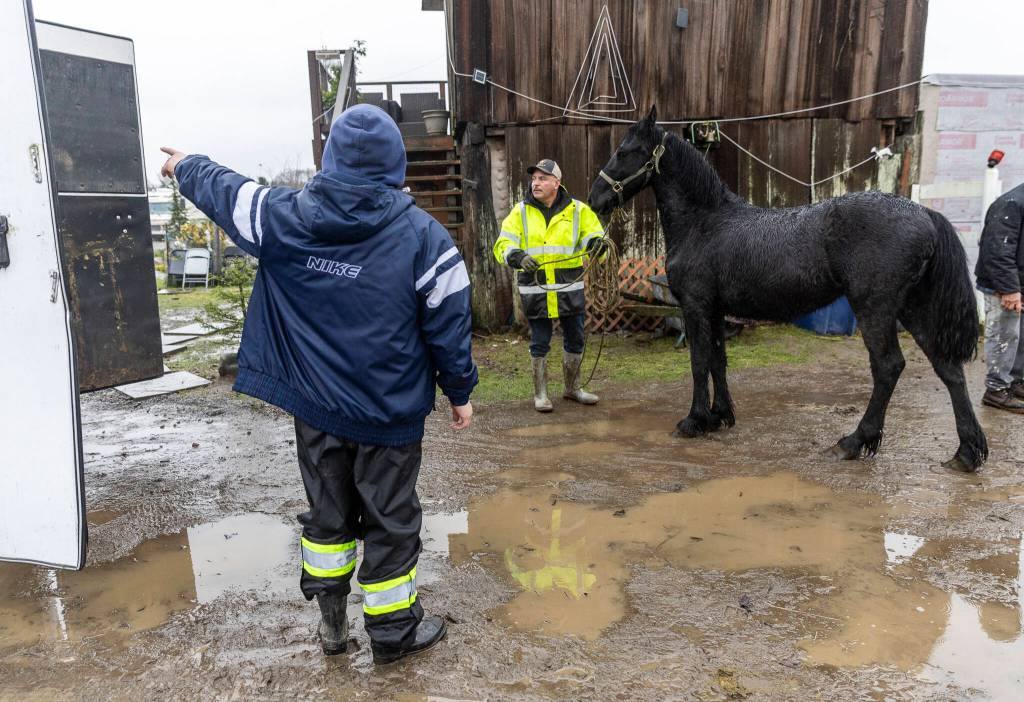 Jesus Luna and his son Diego Luna move their horses to trailers as they evacuate their property on Ebey Island on Wednesday, Dec. 10, 2025, in Everett, Washington. (Olivia Vanni / The Herald)