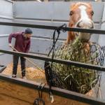 Kecia Lee of AK Equestrian mucks out a stall for one of the horses that were evacuated from a property in Snohomish on Friday, Dec. 12, 2025 in Monroe, Washington. (Olivia Vanni / The Herald)