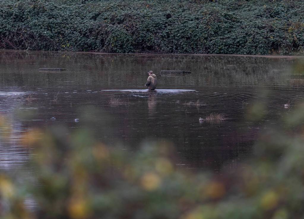 A man wades through a flooded field along US 2 near Monroe on Thursday, Dec. 11, 2025. (Olivia Vanni / The Herald)