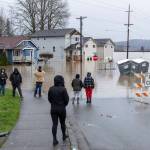 People walk down First Street and pause to look at the floodwaters surrounding homes along Lincoln Avenue on Thursday, Dec. 11, 2025 in Snohomish, Washington. (Olivia Vanni / The Herald)