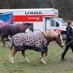 Annika Major walks Mitch past trailers and trucks at the Evergreen State Fairgrounds emergency stabling after evacuating animals from Ebey Island on Friday, Dec. 12, 2025 in Monroe, Washington. (Olivia Vanni / The Herald)