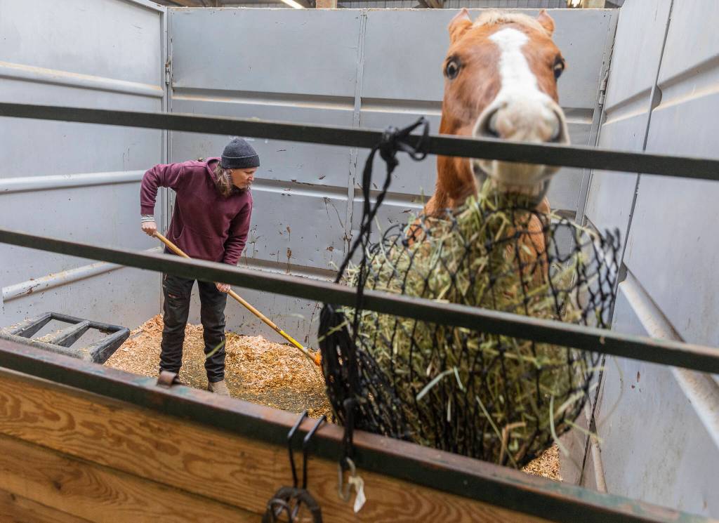 Kecia Lee of AK Equestrian mucks out a stall for one of their horses that they evacuated from their property in Snohomish on Friday, Dec. 12, 2025 in Monroe, Washington. (Olivia Vanni / The Herald)