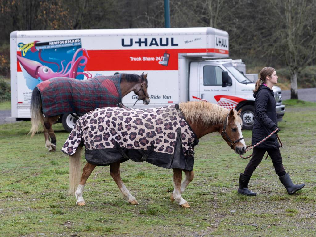 Annika Major walks Mitch past trailers and trucks at the Evergreen State Fairgrounds emergency stabling after evacuating animals from Ebey Island on Friday, Dec. 12, 2025 in Monroe, Washington. (Olivia Vanni / The Herald)