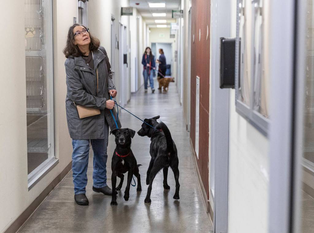 Shannon Vogler walks Holly and Jolly down a hallway at the Everett Animal Shelter after being contacted to be an emergency foster as the shelter evacuates all animals due to potential flooding on Wednesday, Dec. 10, 2025 in Everett, Washington. (Olivia Vanni / The Herald)