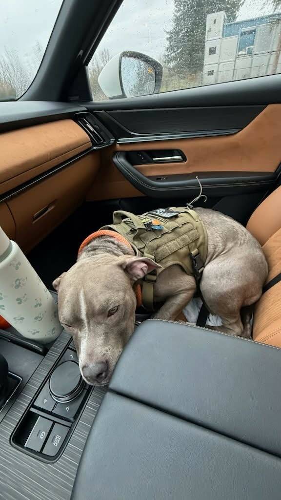Binny lies down during a field trip with Officer Kargopoltseva, who rescued her in November in Everett, Washington. (Everett Police Department)