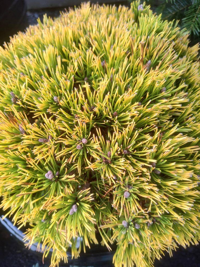 Carstens Wintergold (3-feet tall by 4-feet wide) is an easy variety of Mugo Pine that is a bit more available. (Sunnyside Nursery)