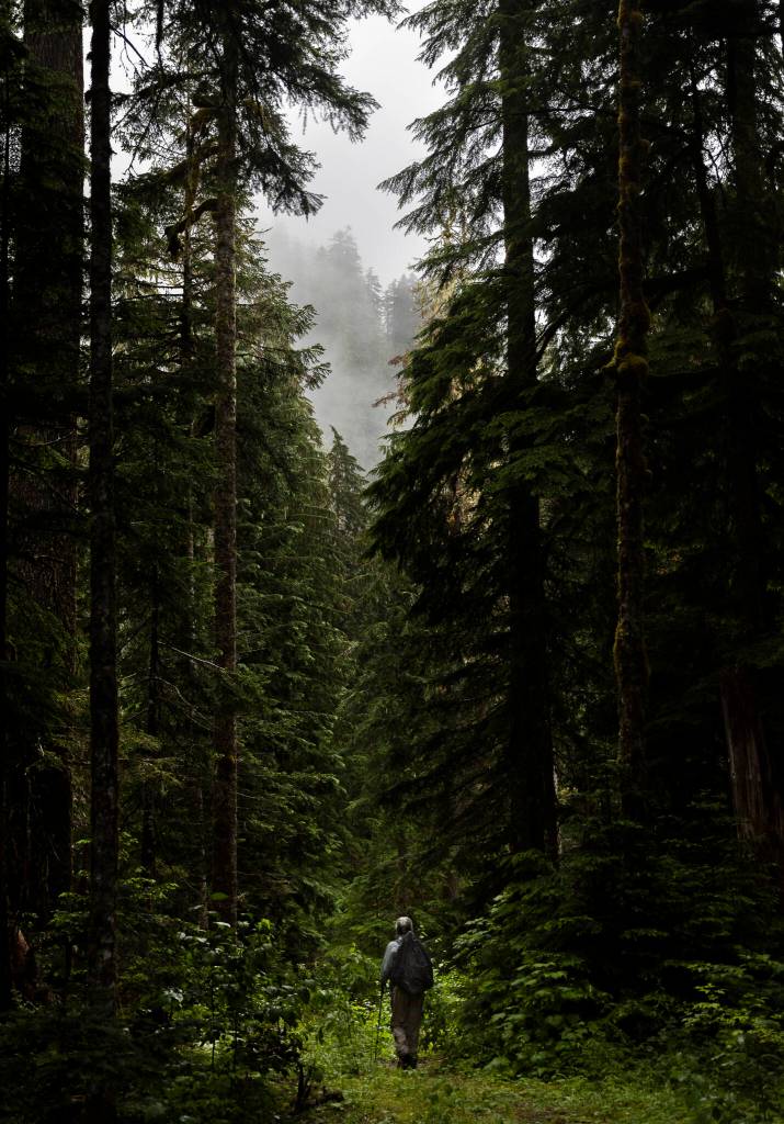 Forest Practices Chair Kathy Johnson walks through vegetation growing along a CERCLA road in the Mt. Baker-Snoqualmie National Forest on Thursday, July 10, 2025, in Granite Falls, Washington. (Olivia Vanni / The Herald)