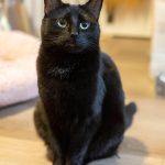 October sits in the living room on Tuesday, Jan. 20, 2026 in Lynnwood, Washington. (Olivia Vanni / The Herald)