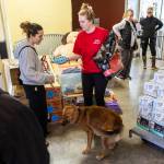 Madison Travis picks up Boone after volunteering as an emergency foster on Wednesday, Dec. 10, 2025 in Everett, Washington. (Olivia Vanni / The Herald)
