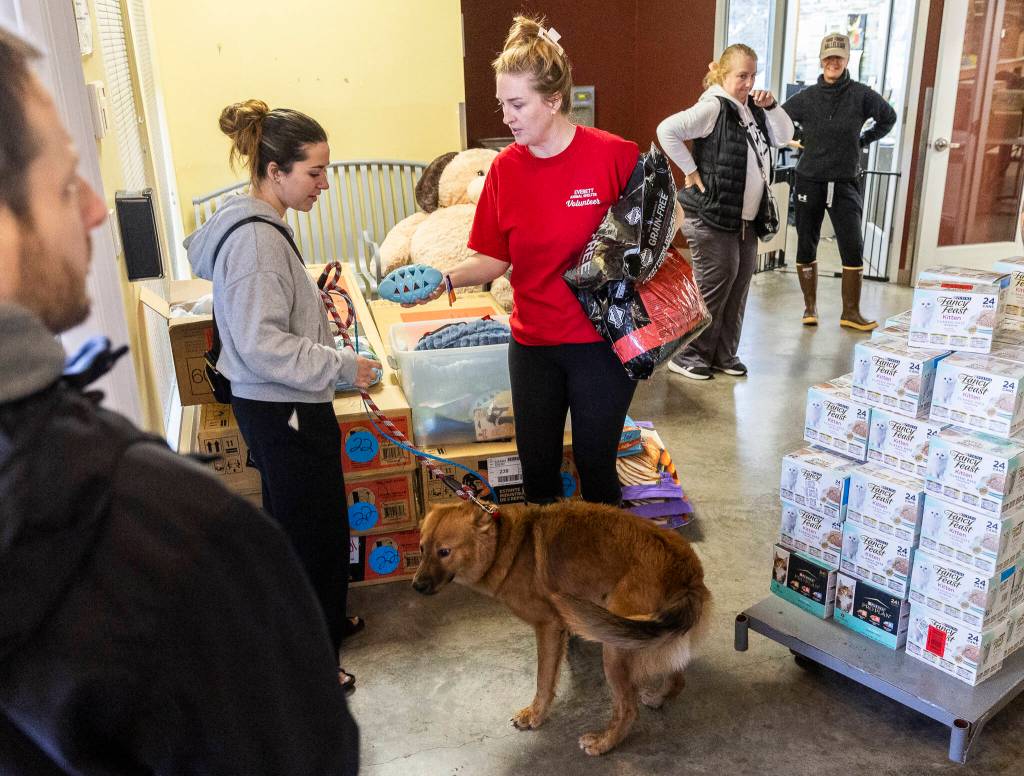 Madison Travis picks up Boone after volunteering as an emergency foster on Wednesday, Dec. 10, 2025 in Everett, Washington. (Olivia Vanni / The Herald)