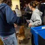 Madison Travis picks up Boone after volunteering as an emergency foster on Wednesday, Dec. 10, 2025 in Everett, Washington. (Olivia Vanni / The Herald)