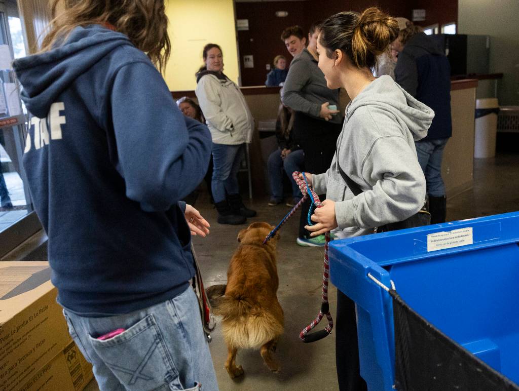 Madison Travis picks up Boone after volunteering as an emergency foster on Wednesday, Dec. 10, 2025 in Everett, Washington. (Olivia Vanni / The Herald)