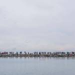 People line the Edmonds Waterfront Viewpoint at Bracketts Landing North to watch the 19th annual Polar Bear Plunge on Thursday, Jan. 1, 2026, in Edmonds, Washington. (Olivia Vanni / The Herald)