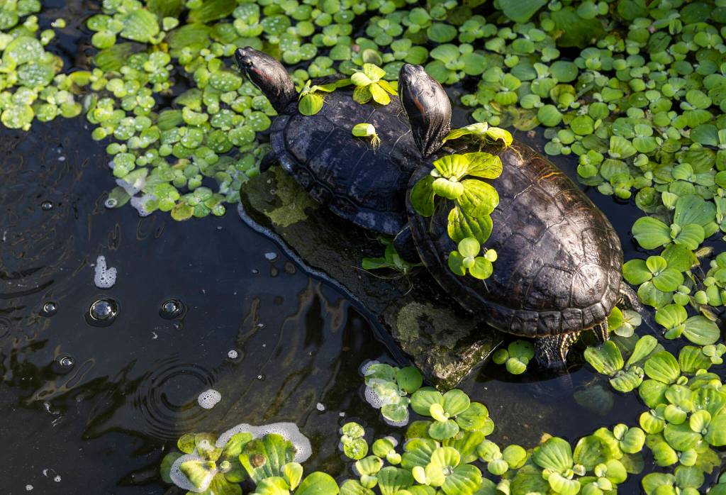 Two turtles sit on a rock and sunbathe inside Flower World on Wednesday, Dec. 31, 2025 in Snohomish, Washington. (Olivia Vanni / The Herald)