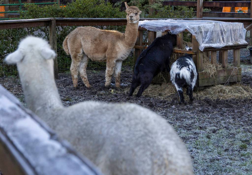 Llamas and goats eat in their pens at Flower World on Wednesday, Dec. 31, 2025 in Snohomish, Washington. (Olivia Vanni / The Herald)