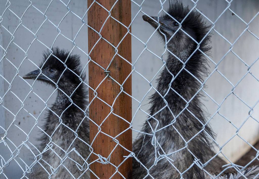 Two resident emus, George and Martha, inside their pens at Flower World on Wednesday, Dec. 31, 2025 in Snohomish, Washington. (Olivia Vanni / The Herald)