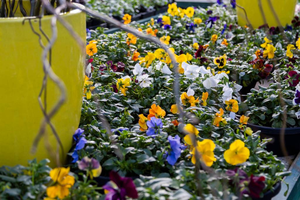 A selection of primroses available at Flower World on Wednesday, Dec. 31, 2025 in Snohomish, Washington. (Olivia Vanni / The Herald)