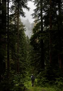 Kathy Johnson walks through vegetation growing along a CERCLA road in the Mt. Baker-Snoqualmie National Forest on Thursday, July 10, 2025 in Granite Falls, Washington. (Olivia Vanni / The Herald)