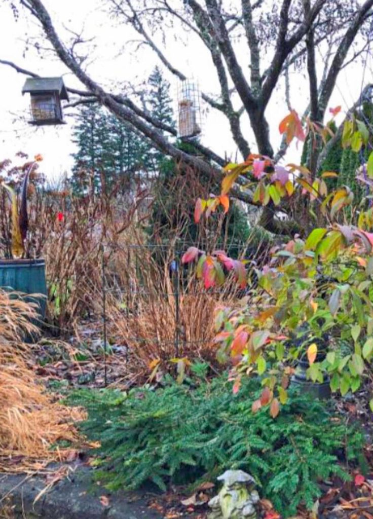 A display garden in the winter (Sunnyside Nursery)