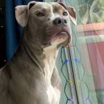 Maisey, formerly known Binny, looks out the window of her new home. (Photo provided)