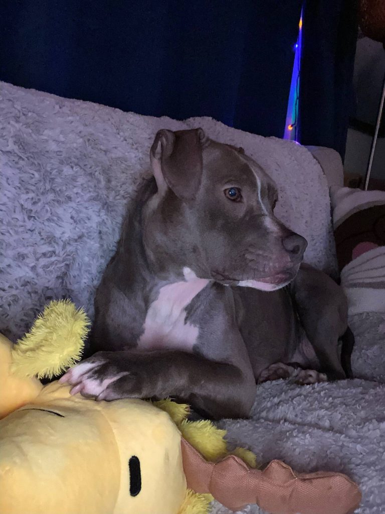 Maisey, formerly known Binny, snuggles up by Woodstock on the couch. (Photo provided)