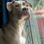 Maisey, formerly known Binny, looks out the window of her new home. (Photo provided)