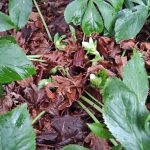 Hellebores budding too early. (Sunnyside Nursery)