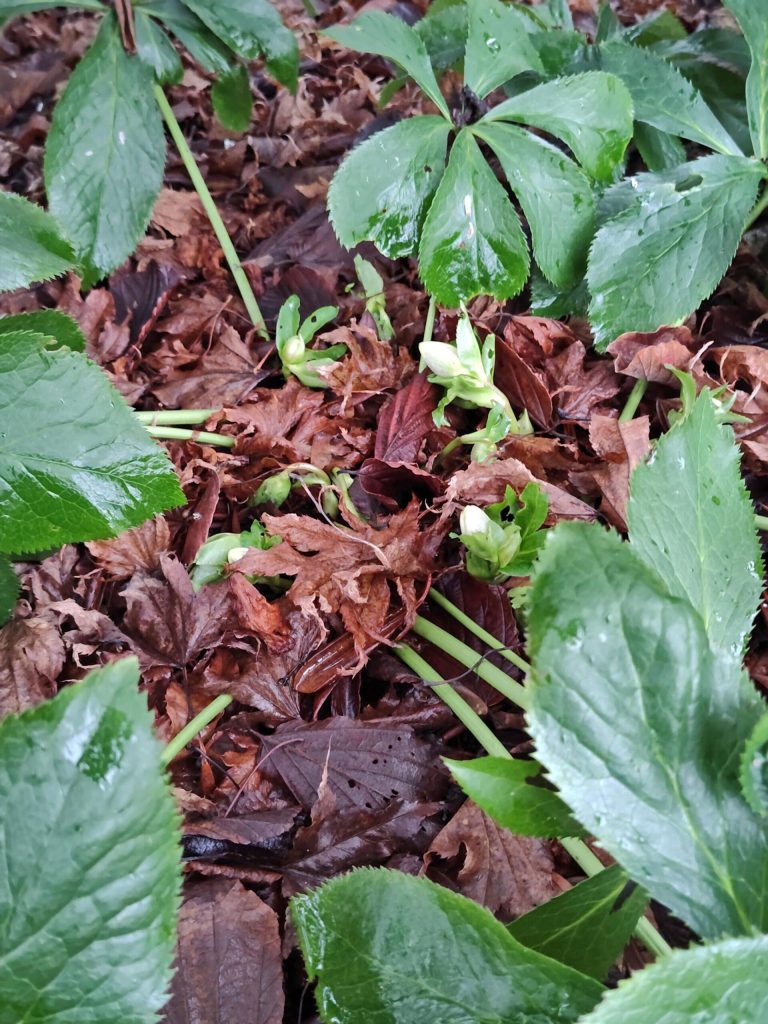 Hellebores budding too early. (Sunnyside Nursery)