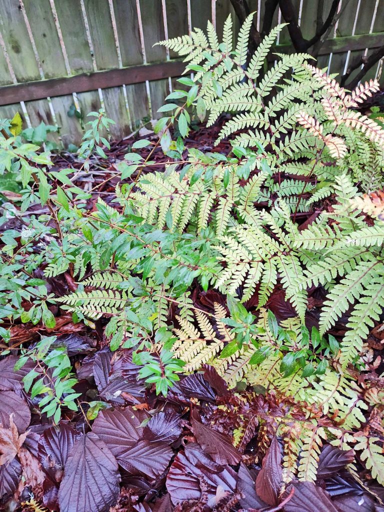 Eared Lady Fern and Hardy Fuchsia perennials. (Sunnyside Nursery)