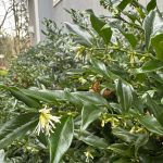 Sarcococca blooming early. (Sunnyside Nursery)