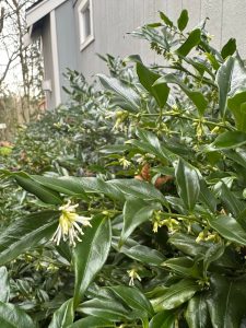 Sarcococca blooming early. (Sunnyside Nursery)