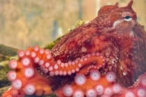 House Bill 1608 seeks to build on a 2024 law banning octopus farming in Washington. (File photo)
