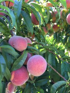 A peach tree branch with buds. (Sunnyside Nursery)