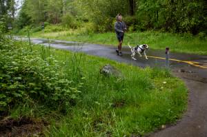 A person walks their dog at the Centennial Trail Rhododendron Trailhead in Lake Stevens, Washington, near Lake Cassidy, on Sunday, May 19, 2024. (Annie Barker / The Herald)