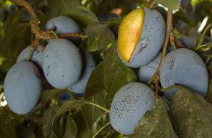 Stanley is an Italian-type variety of plum. (Dave Wilson)