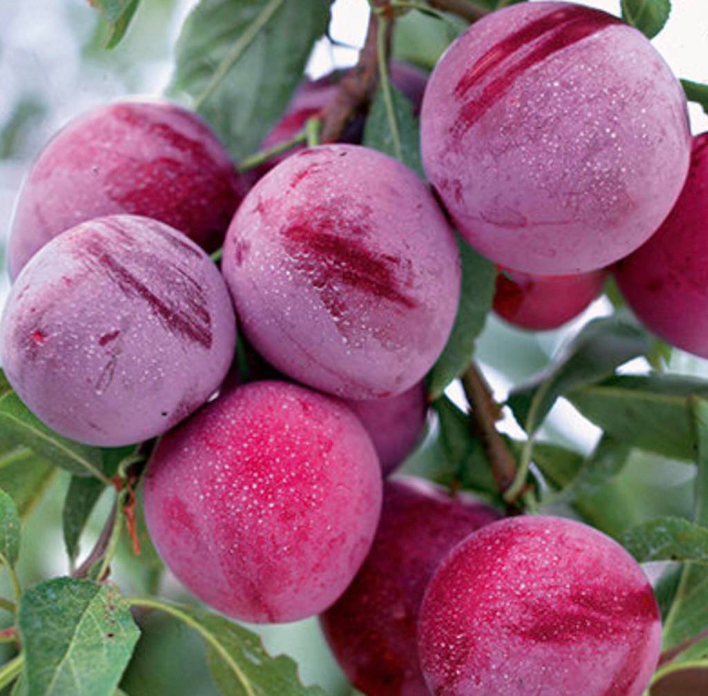 A Waneta plum. (Bailey Nurseries)
