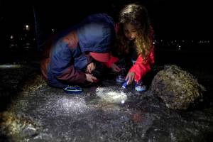 Gordon Mawson, 5, left and Lenora Mawson, 7, right, look for ocean creatures during the Starlight Beach Walk on Tuesday, Feb. 6, 2024 near the Olympic Beach Visitor Station in Edmonds, Washington. (Annie Barker / The Herald)