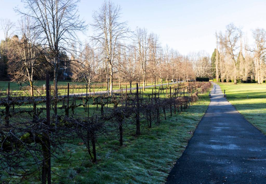 Decorative vineyard line both side of the main driveway to Chateau Ste. Michelle on Wednesday, Jan. 21, 2026 in Woodinville, Washington. (Olivia Vanni / The Herald)