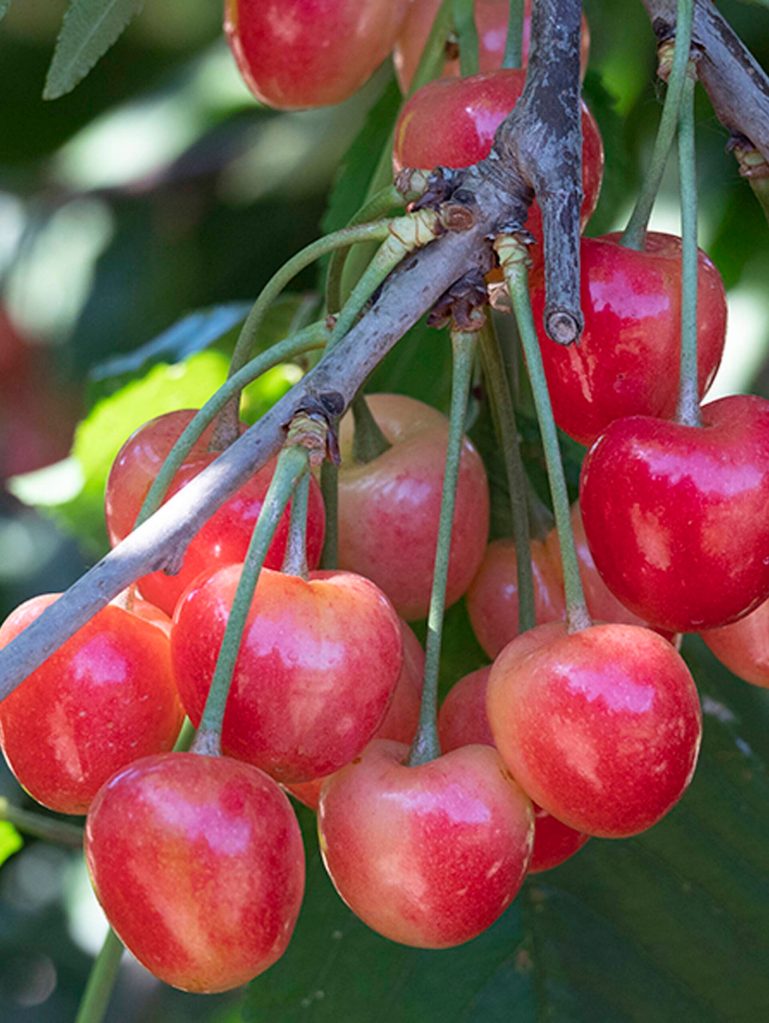 Royal Ann cherries. (Dave Wilson Nursery)