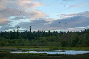 Waterfowl arrive at the Edmonds Marsh as the sun sets on Tuesday, Sept. 19, 2023, in Edmonds, Washington. (Ryan Berry / The Herald)