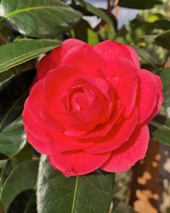 Camellia (Sunnyside Nursery)
