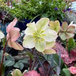 Hellebore (Sunnyside Nursery)