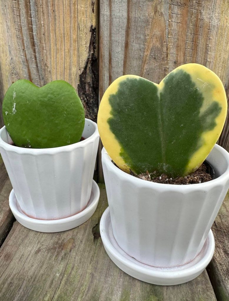 Hoya kerrii (Sunnyside Nursery)