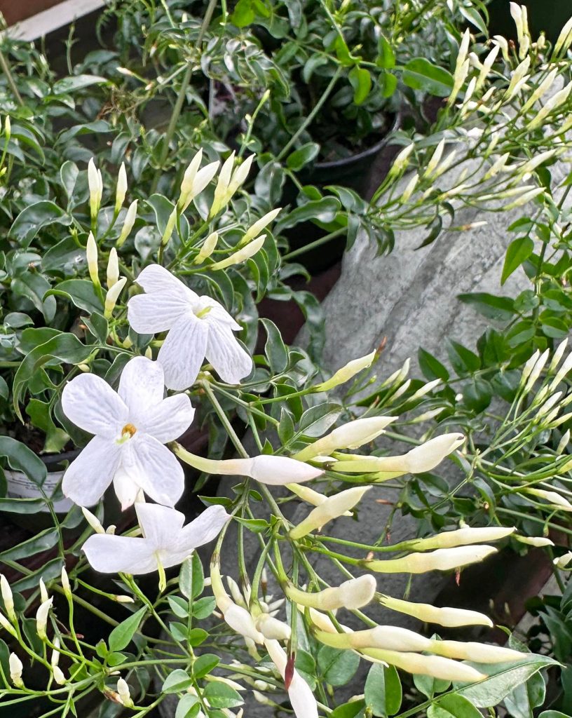 Jasmine (Sunnyside Nursery)