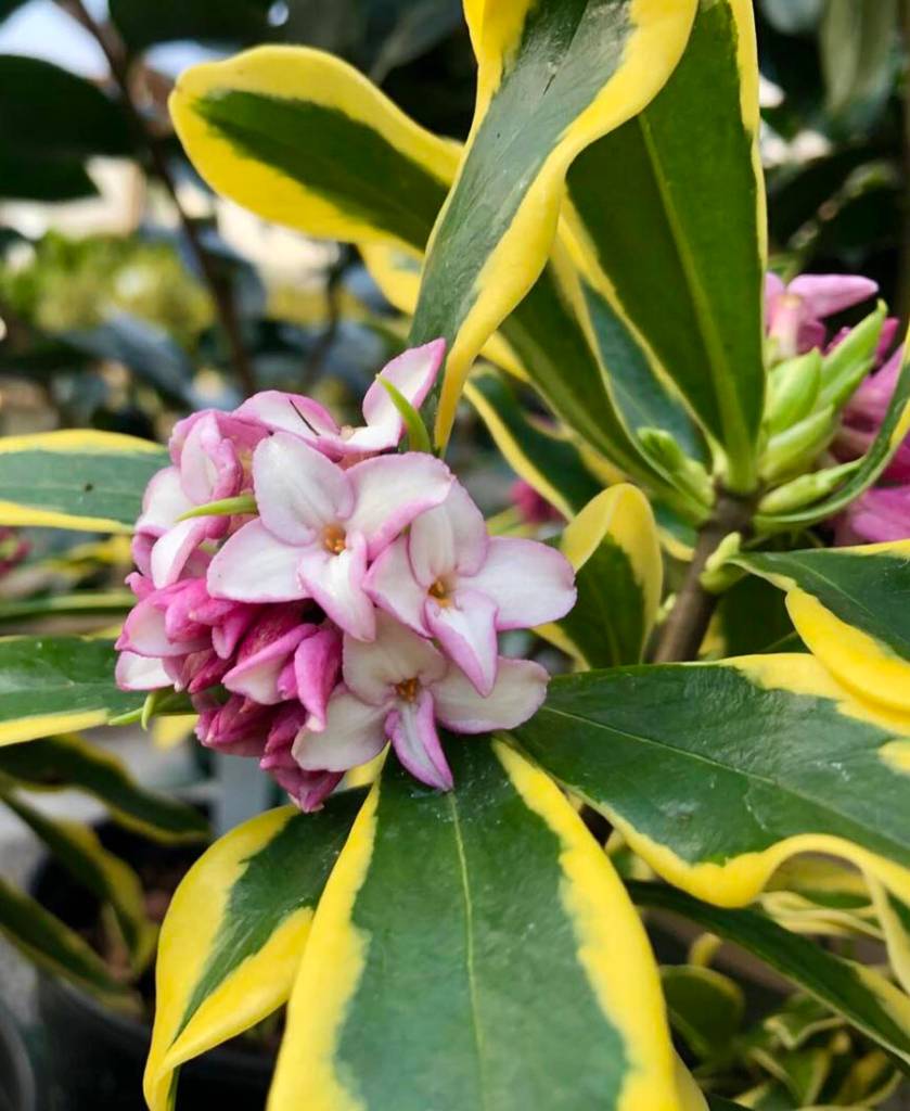 Winter Daphne (Sunnyside Nursery)